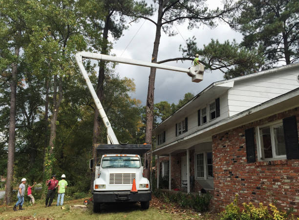 How Our Tree Care Process Works  in  Donald, OR