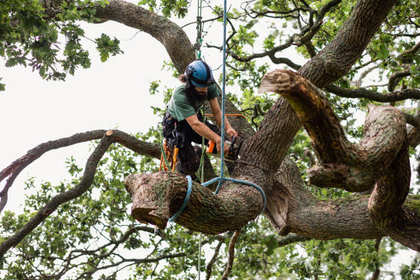 Best Tree Trimming and Pruning  in Donald, OR