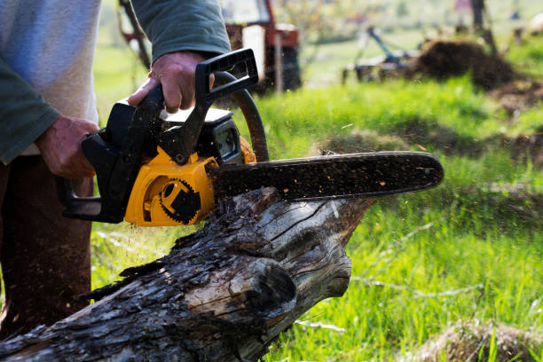 Best Stump Grinding and Removal  in Donald, OR