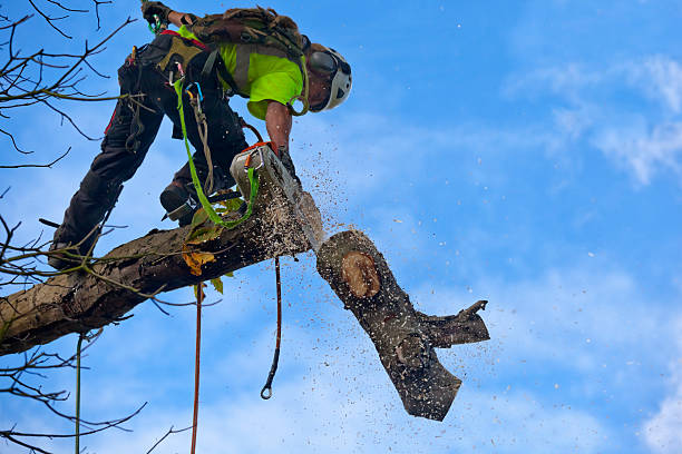 Professional Tree Care in Donald, OR